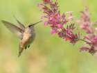 Juvenile male Calliope hummingbird feeding on agastache flowers, New Mexico. Art Print